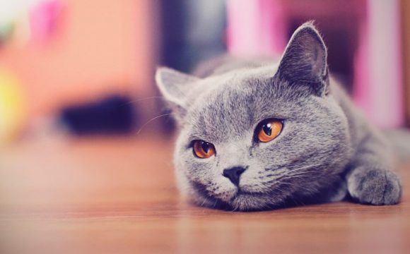 Kediler neden kusar? Kusmalı mıdır?